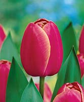 Tulipa Triumph type Primavera
