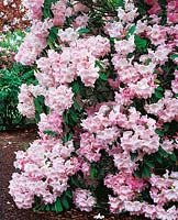 Rhododendron x loderi Venus