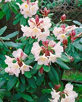 Rhododendron Goldilocks