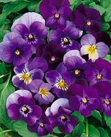 Viola Skippy Design Purple Shades