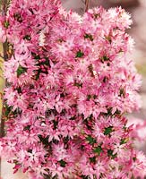Calytrix tetragona Rich Pink