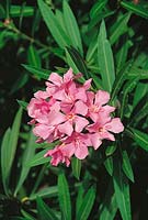 Nerium oleander Simple Pink