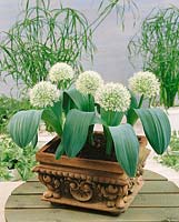 Allium karataviense Ivory Queen (R) in pot