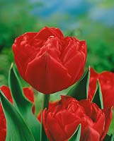 Tulipa Double Early Romein's Beauty