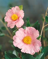 Camellia sasanqua Veance