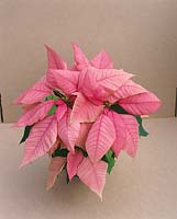 Euphorbia pulcherrima Freedom Pink
