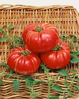 Tomate/Lycopersicon esculentum DUTCHMAN