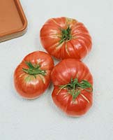 Tomate/Lycopersicon esculentum BULGARIAN TRIUMPH