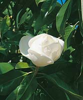 Magnolia grandiflora Majestic Beauty