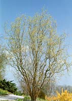 Salix Tortuosa