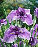 Iris ensata Activity
