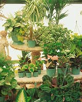 Indoor plants mix