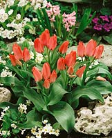 Tulipa multiflora Toronto