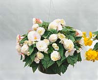 Begonia x tuberhybrida Fortune Cream-Pink in hanging basket
