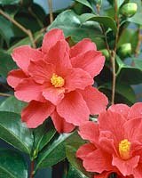 Camellia japonica Freedom Bell
