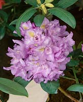 Rhododendron Fastuosum Plenum