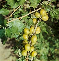 Ribes uva-crispa