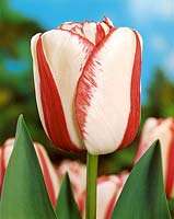 Tulipa Rembrandt Union Jack