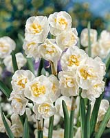 Narcissus Double Bridal Crown