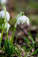 Galanthus 'Flore Pleno' ( double snowdrop )*