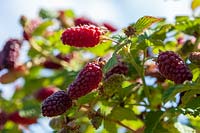 Logan berries