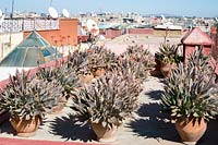 Aloe plants in pots on rooftop in Marrakech, Morocco