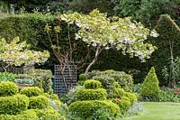 Mill Dene Garden, Blockley, Gloucestershire, Topiary growing in early summer borders
