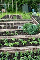 Allotment vegetable garden, neat plot