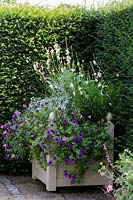 Cotswold Wildlife Park gardens, Summer container with Petunias and Gaura
