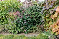 Bourton House Garden, autumn border with Fuschia arborescens, Vine and Salvias