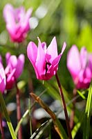 Cyclamen coum naturalised in grass