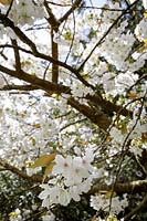 Prunus 'Tai-Haku', Great White Cherry