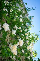 Climbing white rose covering walls of building.
