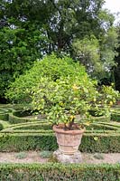 Parterre area with Lemon trees in pots at the garden at Palazzo Corsini, in Florence, Italy