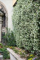Jasmine hedge in garden, Trachelospermum jasminoides