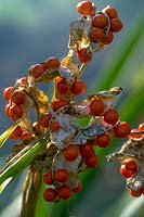 Iris foetidissimus ( berries of the stinking Iris )