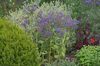 Chelsea Flower Show 2006, London, UK. 'The Saga Insurance garden' ( des. Cleve West ) Borage in mixed herb garden