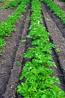 Cerney House Gardens, Gloucestershire, UK. ( Sir Michael and Lady Angus ) lines of potatoes growing in ridges