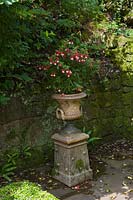 Bickham Park, Devon, UK ( Tremlett ) Fuschia in classical style urn in shady courtyard