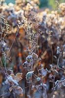 Wintry leaves of Filipendula ulmaria, commonly known as meadowsweet or mead wort