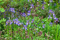 Iris sibirica and Geranium phaeum in naturalistic garden border