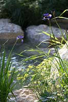 RHS Chelsea Flower Show 2014. 'Time to Reflect' Garden, designer Adam Frost, sponsor Homebase. Buttercup growing at edge of calm pond. 