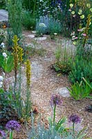 RHS Chelsea Flower Show 2014.  The M&G garden, designer Cleve West. English Gravel garden style planting. 