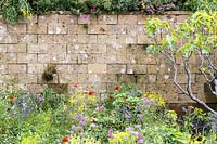 A Perfumer's Garden in Grasse by L'Occitane. Fig Tree, Ficus carica, growing against the garden wall, Chelsea Flower Show 2015
