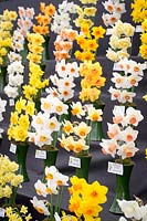 Ron Scamp's daffodil show at The Cardiff RHS show, 2017
