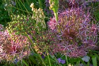 Hadspen Gardens, Somerset, UK. Summer, Allium christophii