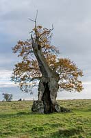 ancient pollarded Oak ( Quercus robur ) at Stone, Gloucestershire