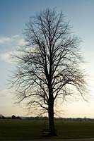 Silhouetted tree in winter