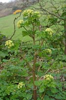 Alexanders ( Smyrnium olusatrum ) in hedgerow