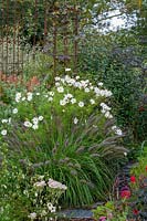 Special Plants ( Derry Watkin's garden ), Bath, UK. Late summer, Cosmos 'Purity' and Pennisetum 'Black Beauty' in black and white border